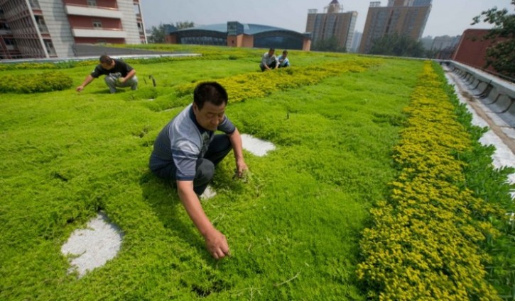 Workers maintain the planted rooftop of a building in Beijing. (Luo Xiaoguang/Xinhua)