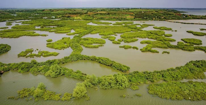 zhanjiang-gaoqiao-mangrove-wetland