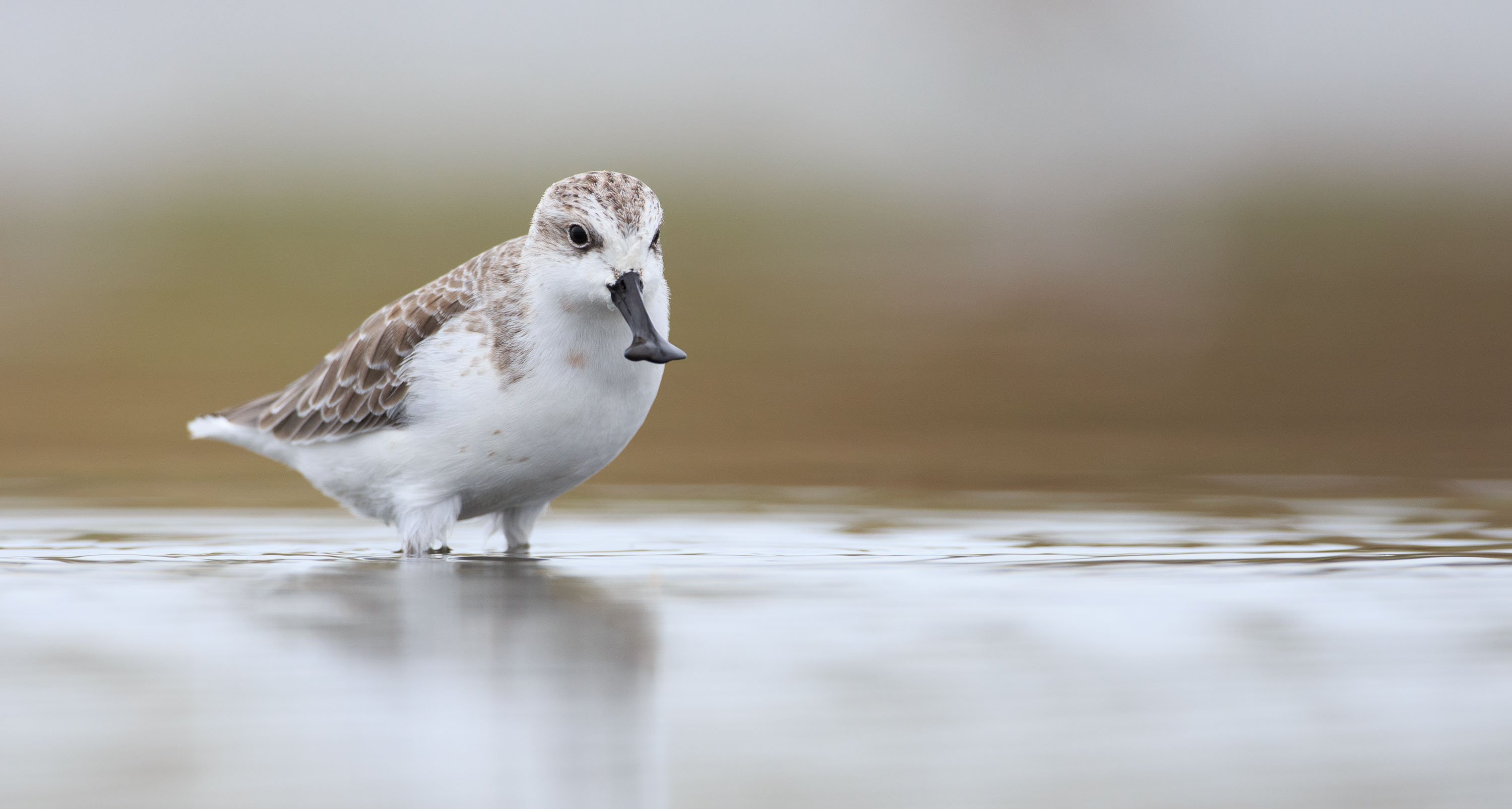 thumbnail image for China Coastal Wetlands Conservation: Quarterly News Bulletin July-September 2021