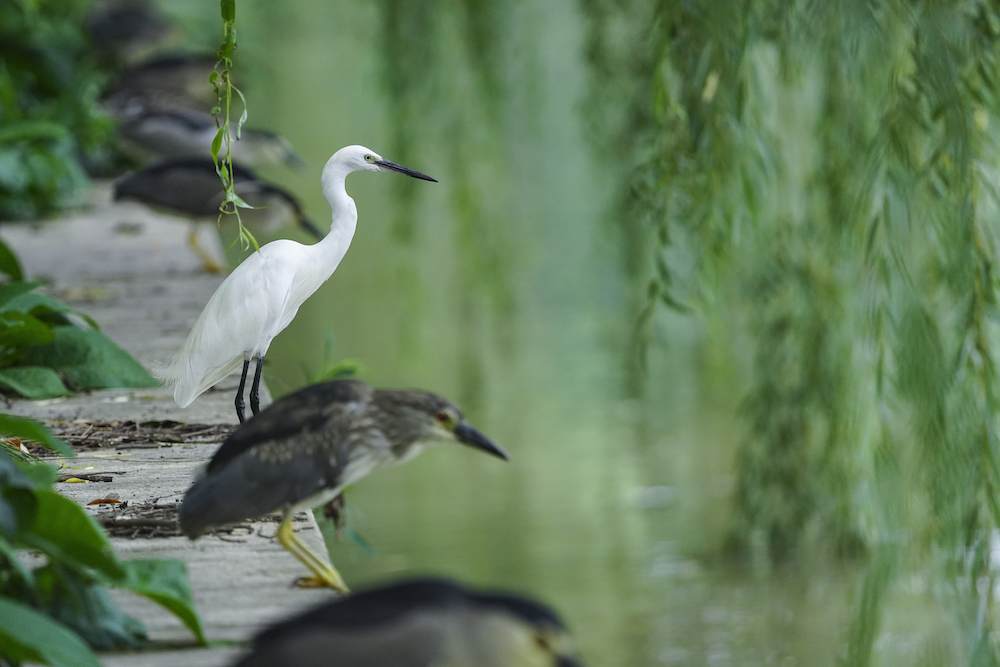 thumbnail image for Hope for China’s Coastal Wetlands