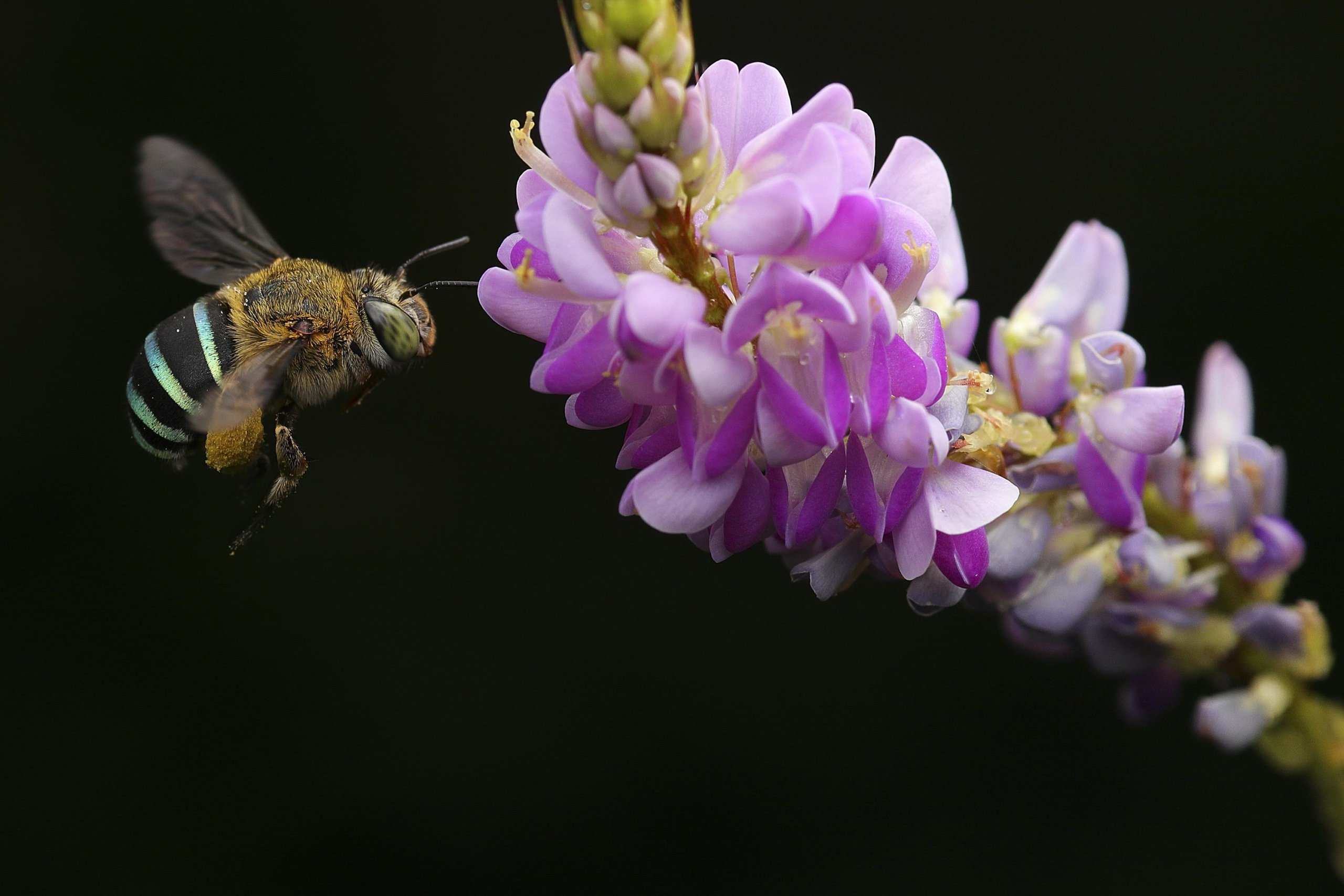 thumbnail image for Webinar: Financing Nature: Key Findings and Discussion