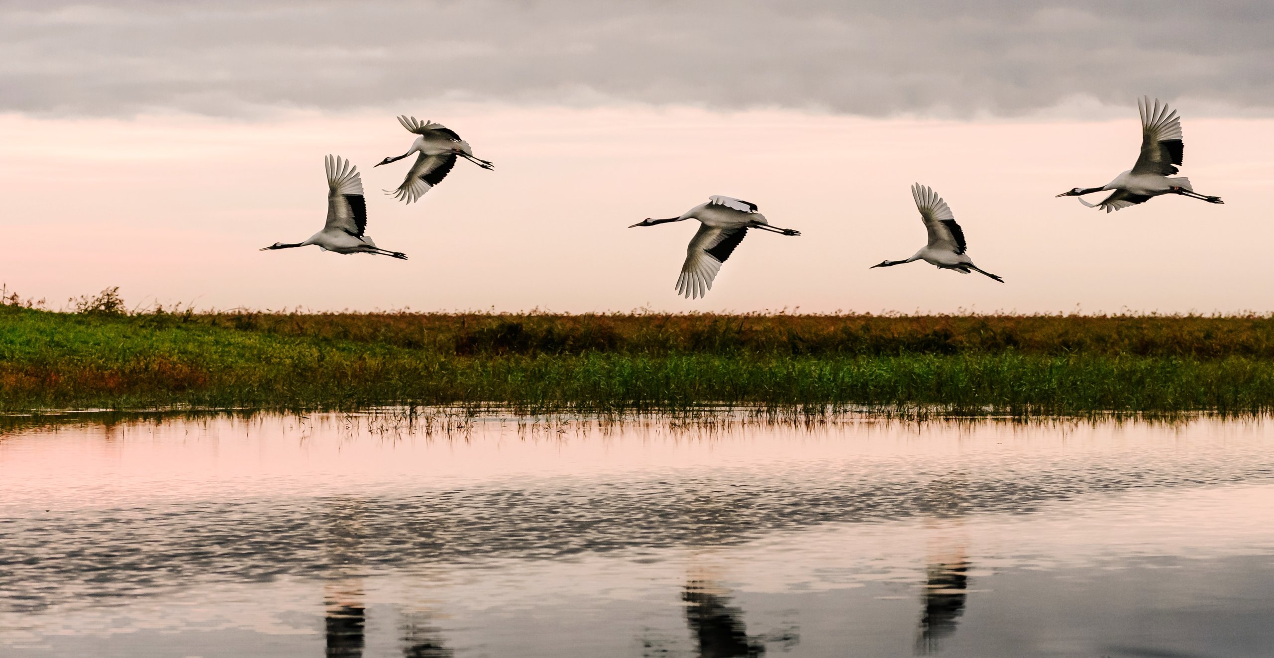 thumbnail image for PI Celebrates World Wetlands Day 2022