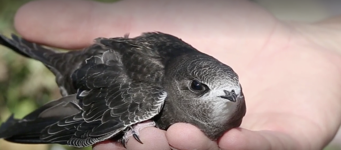 thumbnail image for The Extraordinary Journey of the Beijing Swift