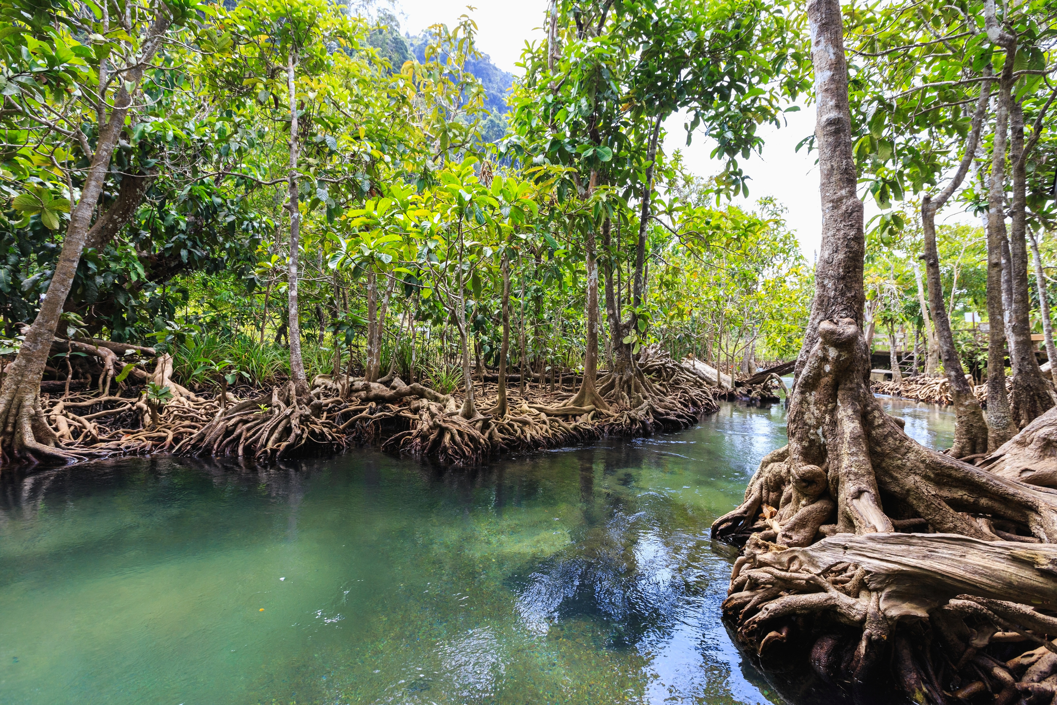 thumbnail image for Mangroves: A Treasure Trove of Natural Assets
