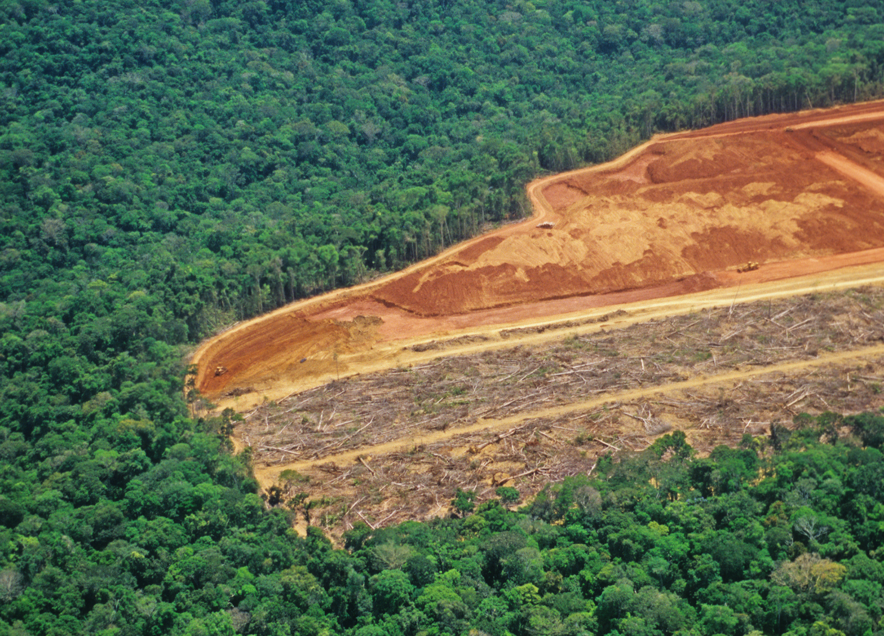 thumbnail image for Planting trees is not a panacea—we need to save existing forests