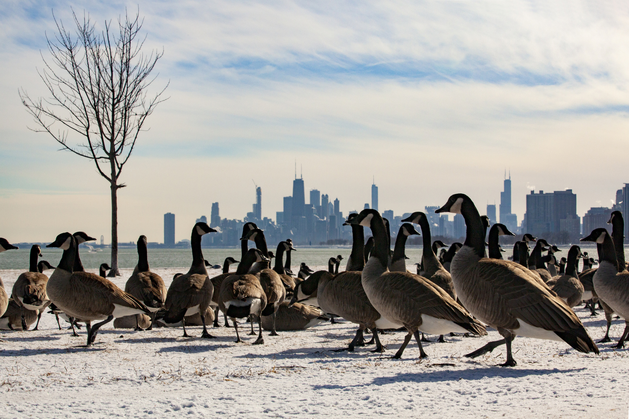 thumbnail image for A Crash Course in Bird-Friendly Architecture