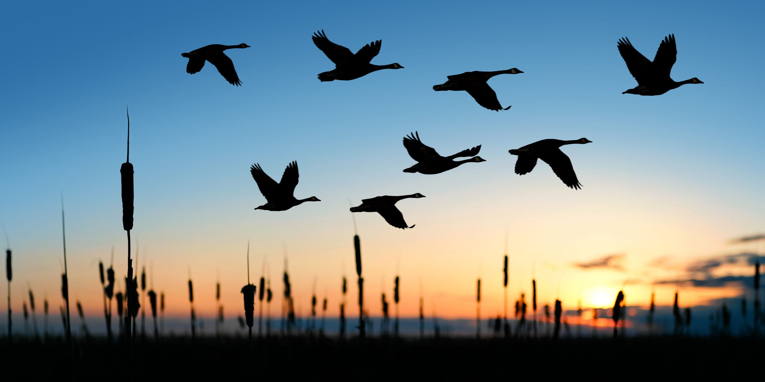 thumbnail image for The 10 Birds of World Migratory Bird Day 2023