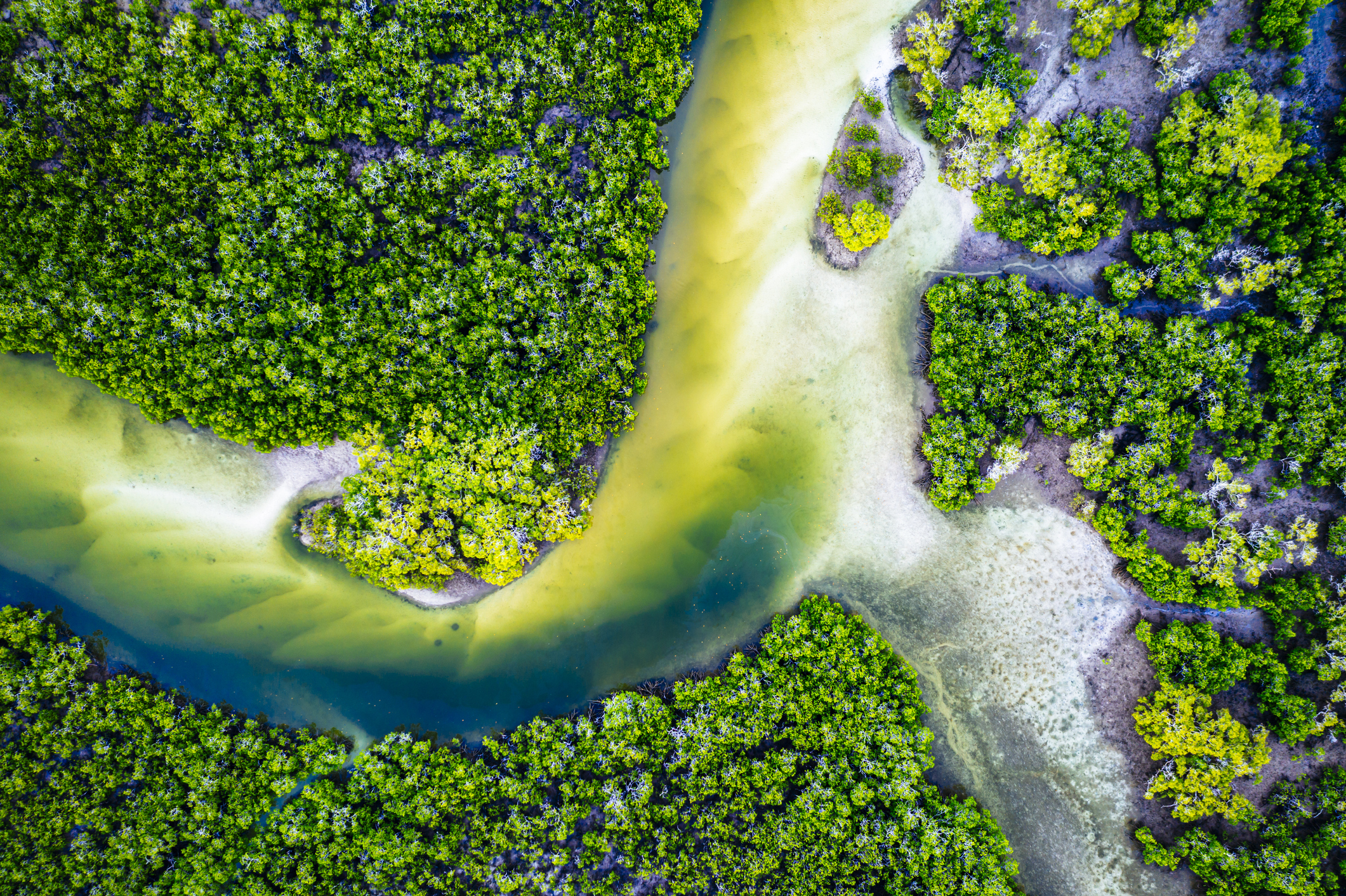 thumbnail image for Mangroves: A Solution to the Climate and Biodiversity Crises