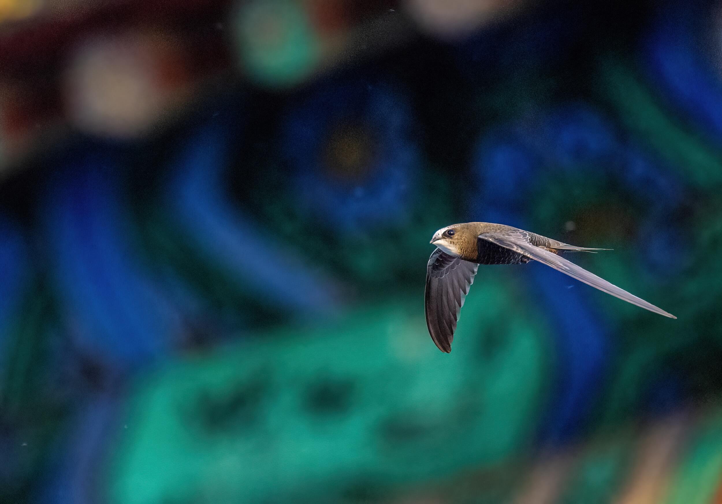 thumbnail image for The Miracle of Migration