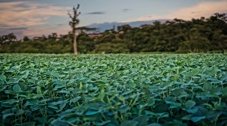 Soy farm in Rio Grande do Sul, Brazil (© Mauricio Lima)