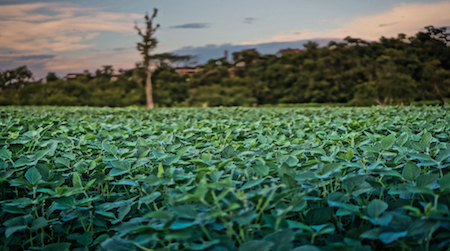 thumbnail image for Sustainable Soy and China’s Going Global Strategy
