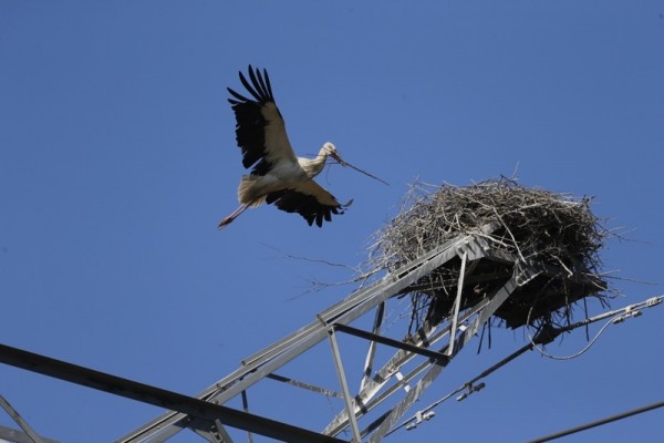 The Saga of Two Oriental White Stork Chicks_1