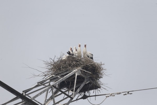 The Saga of Two Oriental White Stork Chicks_2