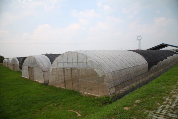 Greenhouses at Nanhu