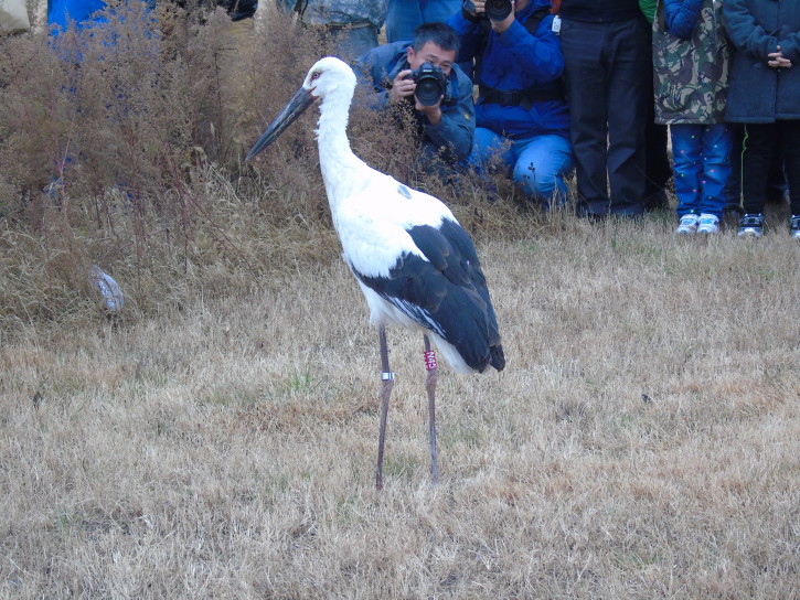 2 - Oriental Stork