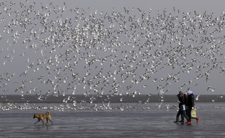 Beidagang nature reserve is the most important habitat for many migratory birds in Tianjin. 