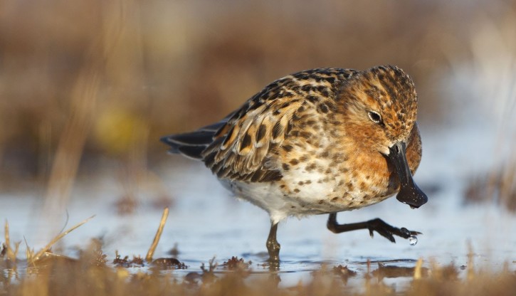 Spoonbilledsandpiper