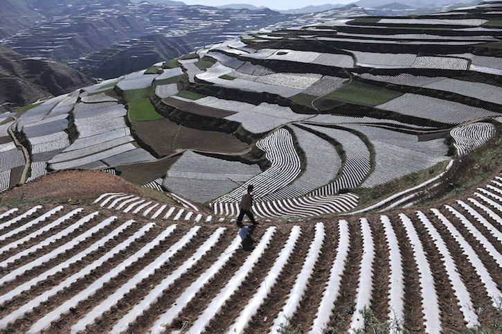 A farmer walks past a terrace of codonopsis pilosula, a traditional Chinese medicine also known as dang shen, in Min county