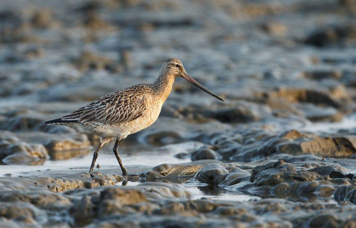 bar-tailed-godwit-2