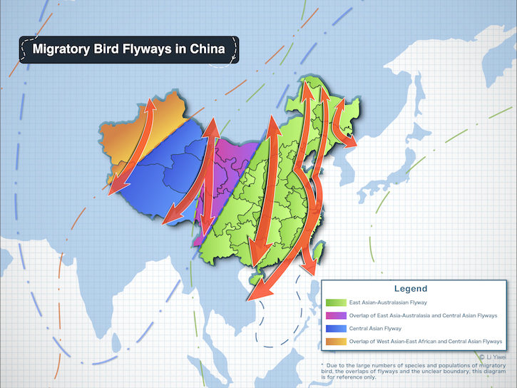 Migratory flyways pass through populous areas, which are often rich in resources and suitable for both agriculture and industry. This can bring people and birds into conflict. Image: WWF China / Li Yiwei, Zhang Yimo