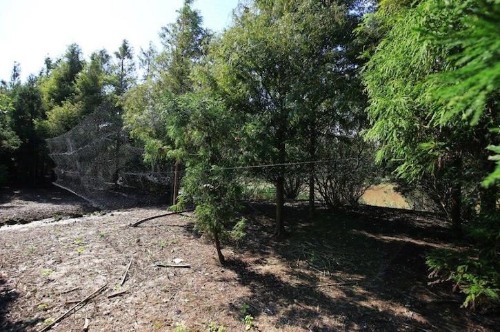 A net hidden in the trees. Source: “Net removal worker” blog