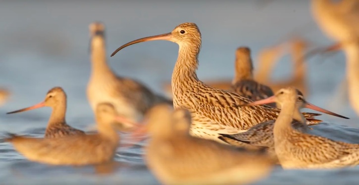 thumbnail image for New Hope for China’s Endangered Migratory Birds