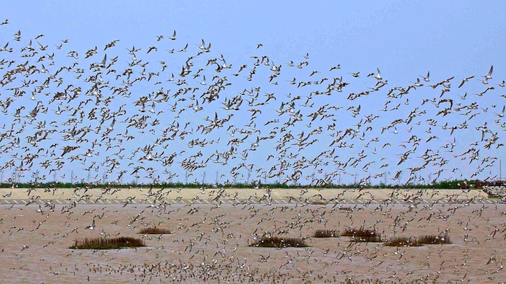 thumbnail image for Hank and Wendy Paulson: Working for China’s Endangered Wetlands