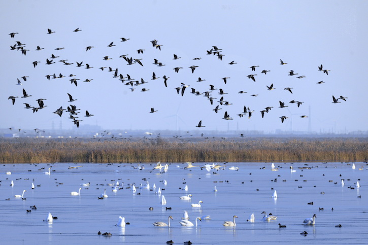 thumbnail image for China’s Coastal Wetlands Get a Second Chance