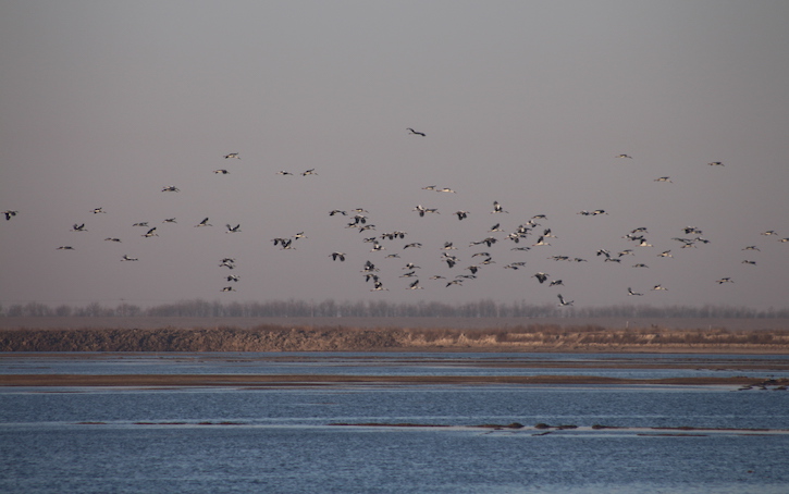 thumbnail image for Survey Results Reveal Global Importance of Beidagang Wetland