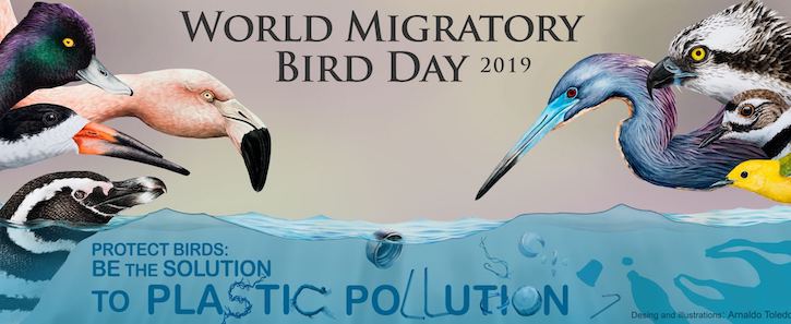 thumbnail image for World Migratory Bird Day: Protecting Birds from Harmful Plastic