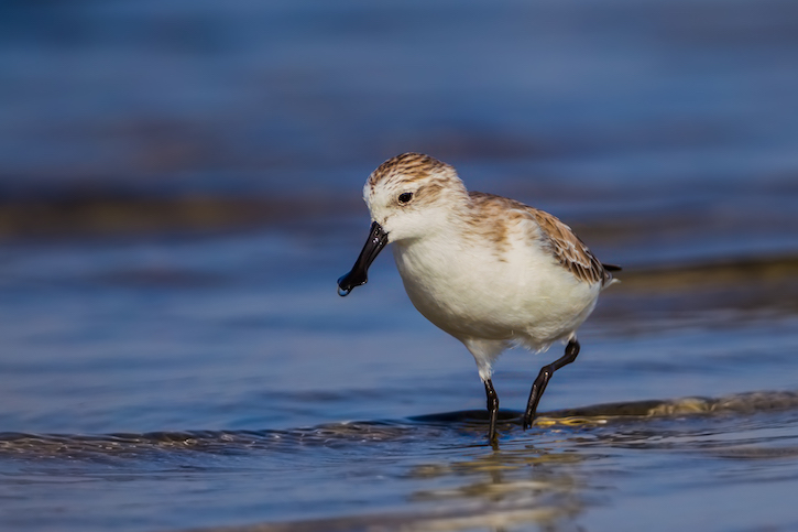 thumbnail image for China’s Yellow Sea Coastal Wetlands Inscribed as World Heritage Site