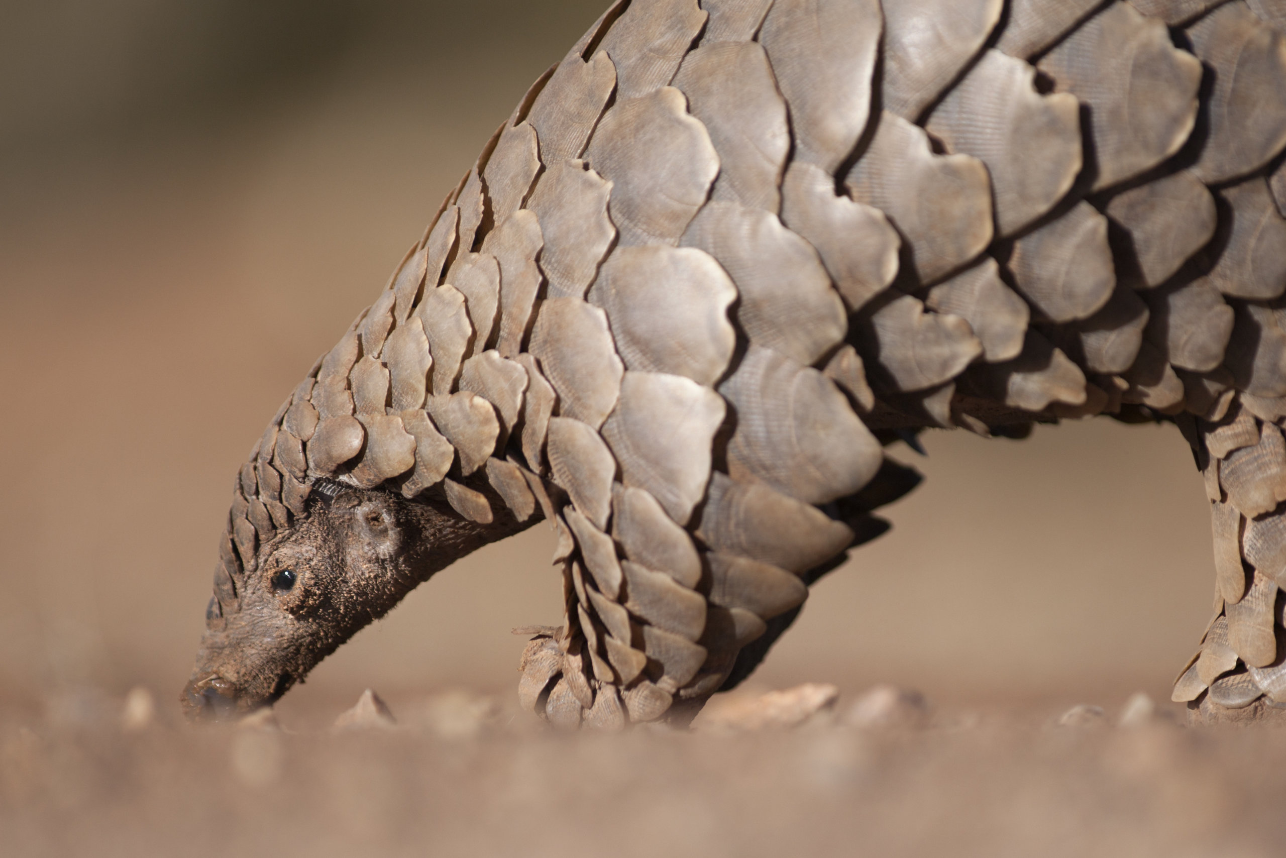 thumbnail image for Protecting the Planet’s Biodiversity: Saving the Pangolin