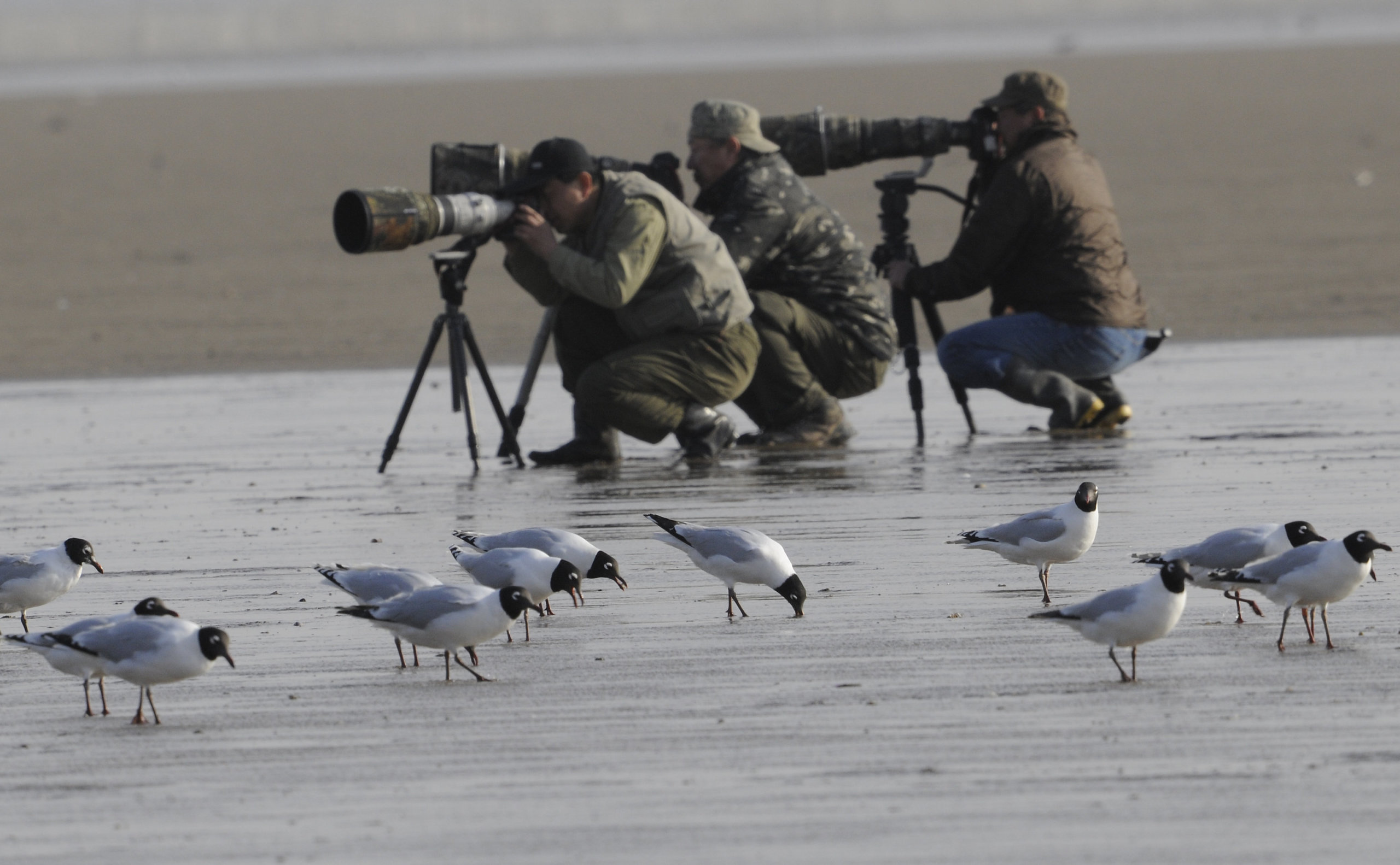 thumbnail image for A Tech Revolution in Waterbird Conservation