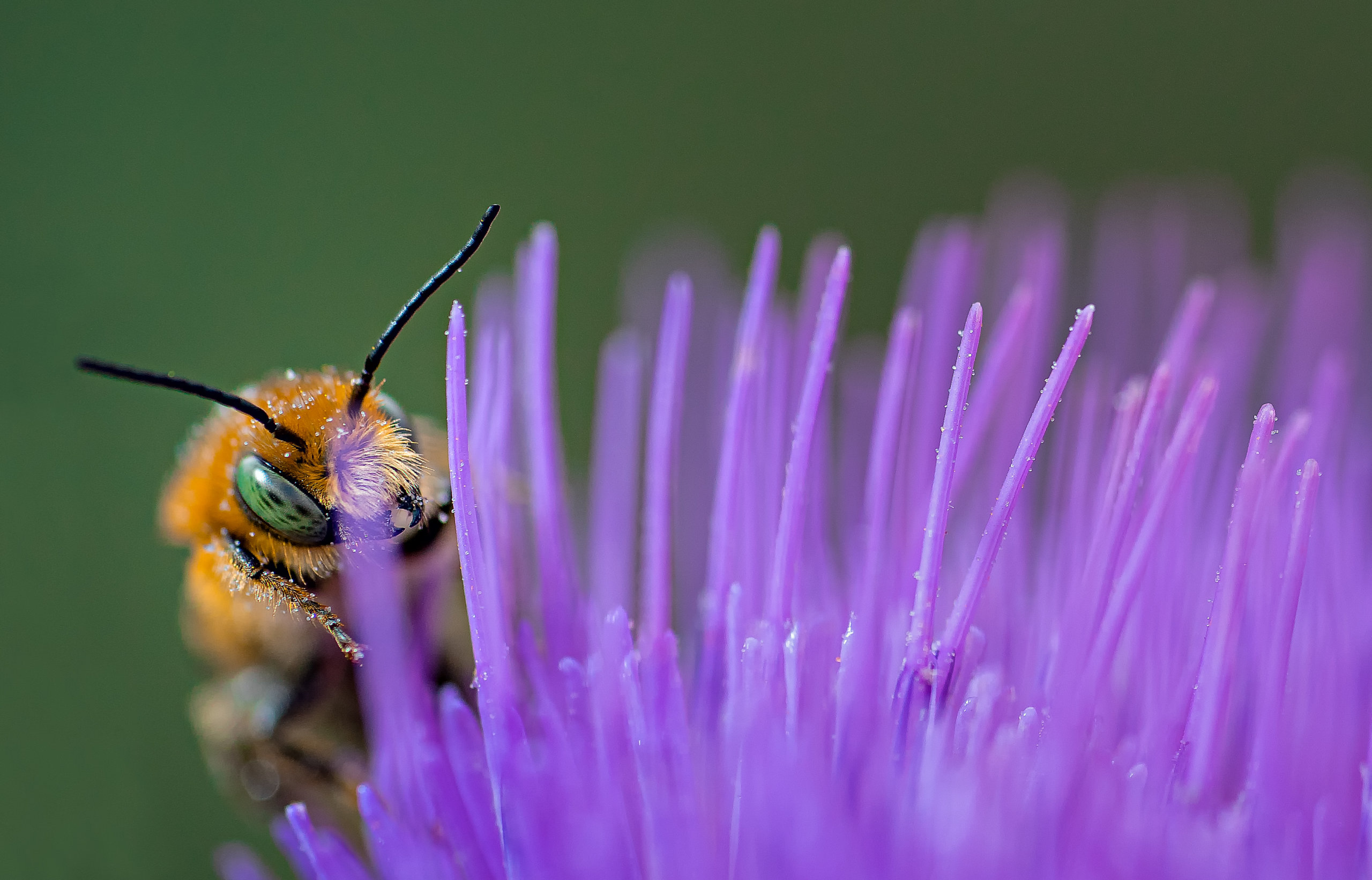 thumbnail image for WATCH: Rose Niu Presents at the IUCN World Conservation Congress in Marseille