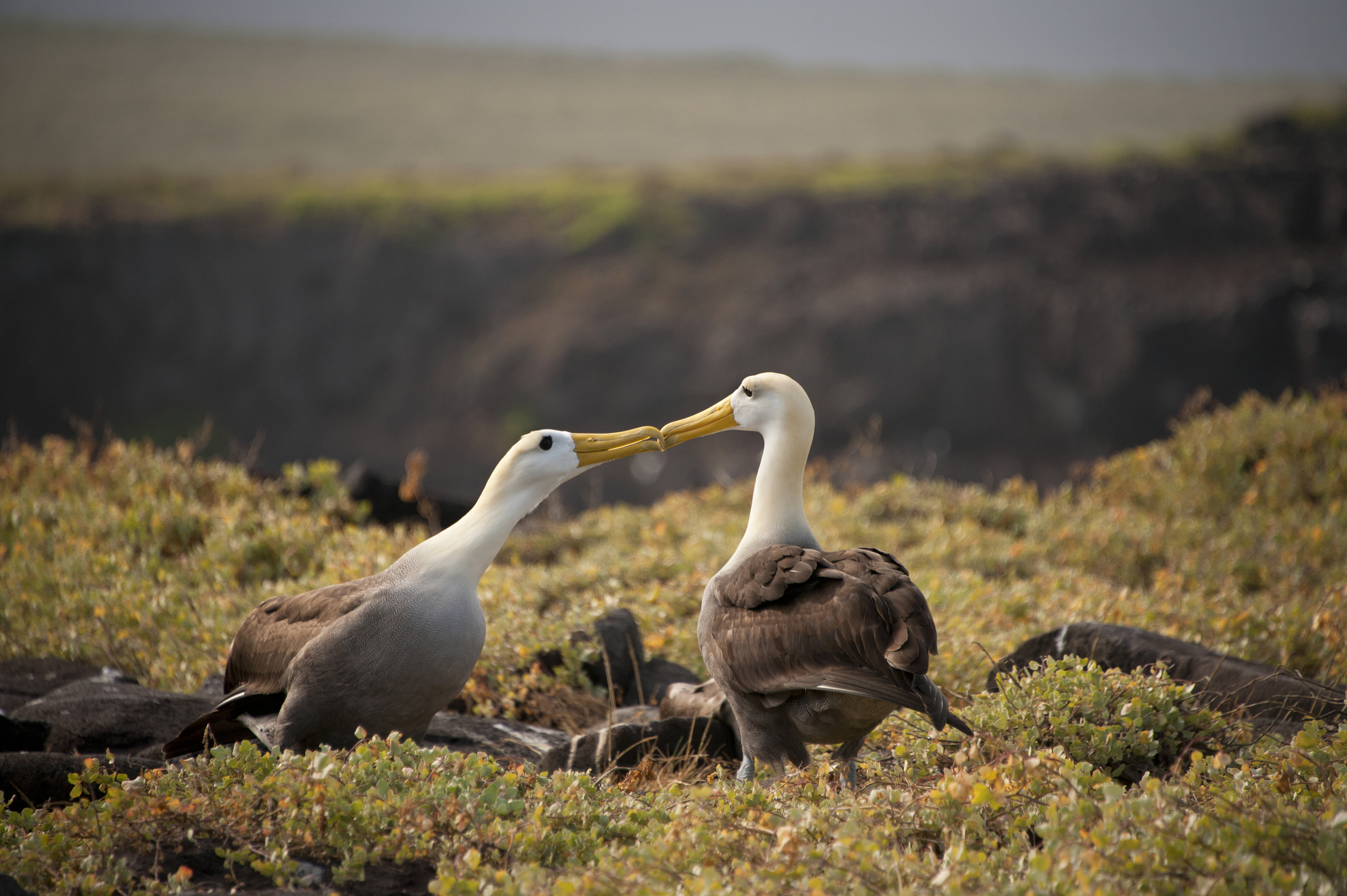 thumbnail image for World Seabird Day