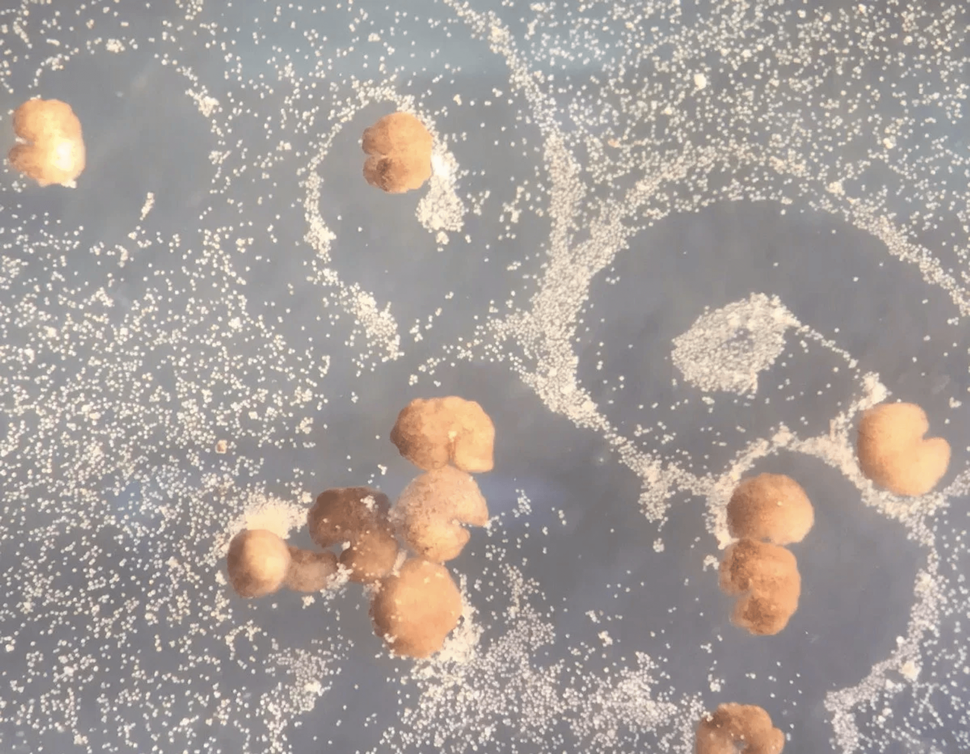 thumbnail image for Science Imitates Life: Bioinspired Robots
