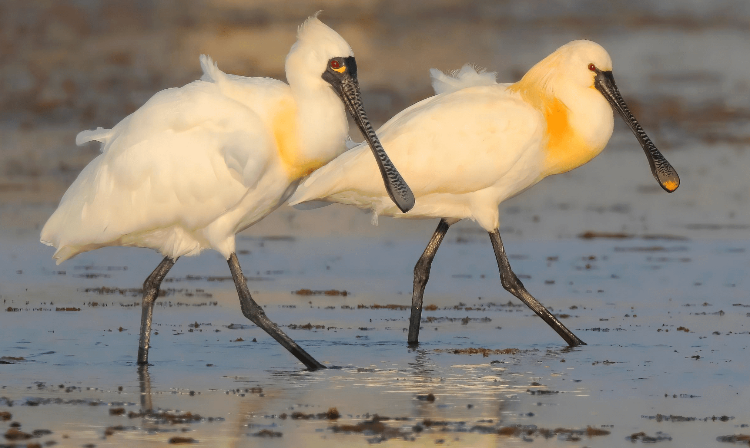 thumbnail image for A Tale of Two Spoonbills